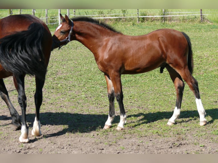 Deutsches Reitpony Hengst  Brauner in Geldern