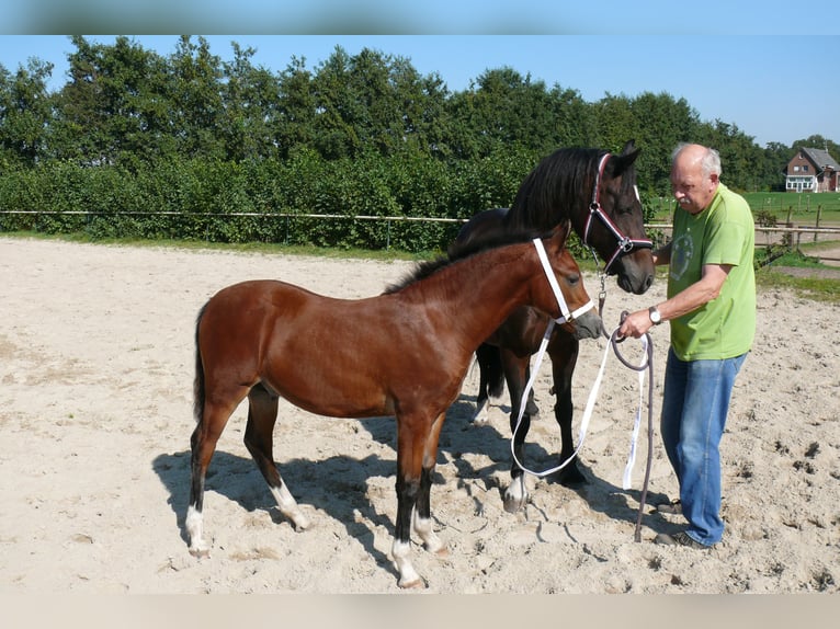 Deutsches Reitpony Hengst  Brauner in Geldern