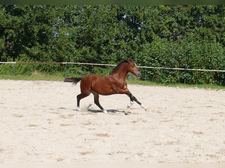 Deutsches Reitpony Hengst  Brauner in Geldern