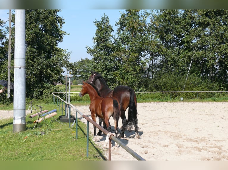 Deutsches Reitpony Hengst  Brauner in Geldern