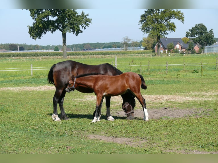 Deutsches Reitpony Hengst  Brauner in Geldern