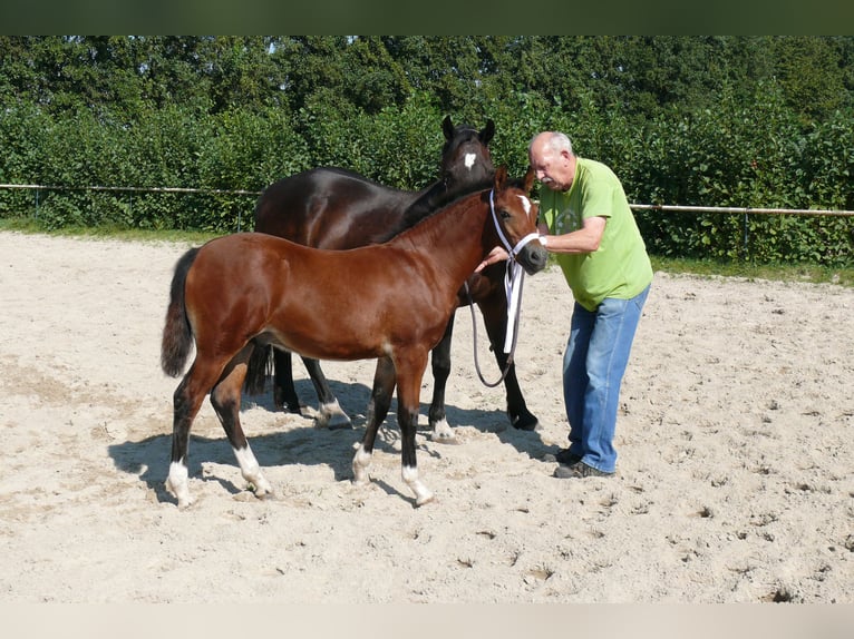 Deutsches Reitpony Hengst  Brauner in Geldern