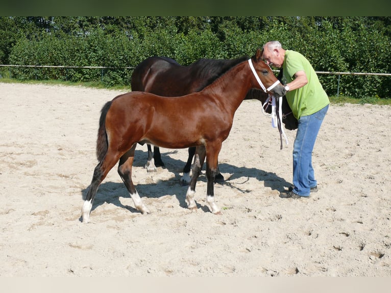 Deutsches Reitpony Hengst  Brauner in Geldern