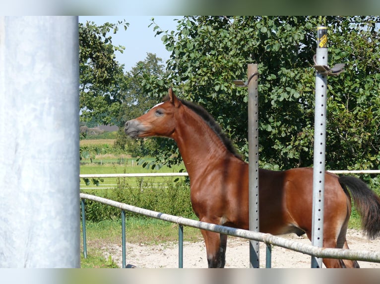 Deutsches Reitpony Hengst  Brauner in Geldern