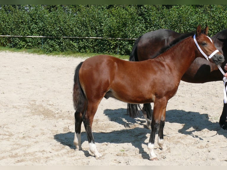 Deutsches Reitpony Hengst  Brauner in Geldern