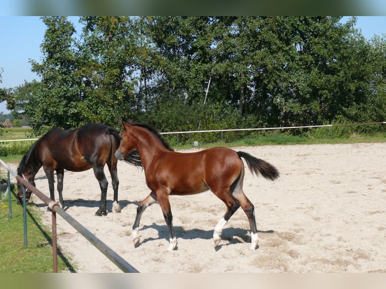 Deutsches Reitpony Hengst  Brauner in Geldern