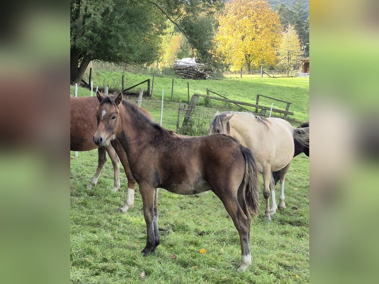 Deutsches Reitpony Hengst Fohlen (05/2024) Brauner in Rüthen