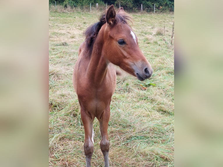 Deutsches Reitpony Hengst Fohlen (05/2024) Brauner in Rüthen