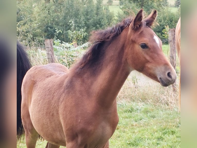 Deutsches Reitpony Hengst Fohlen (05/2024) Brauner in Rüthen