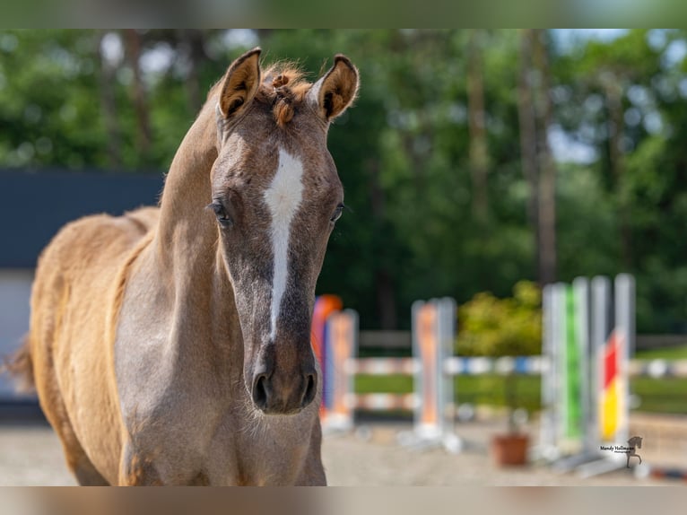 Deutsches Reitpony Hengst Fohlen (03/2024) Braunfalbschimmel in Bösel