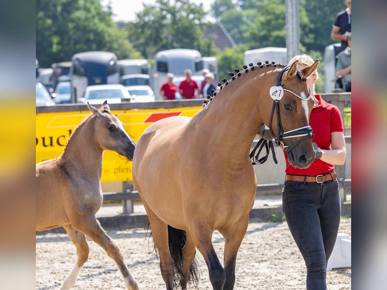 Deutsches Reitpony Hengst Fohlen (03/2024) Braunfalbschimmel in Bösel