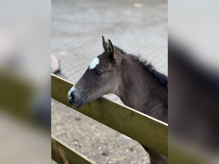 Deutsches Reitpony Hengst  Buckskin in Ampfing
