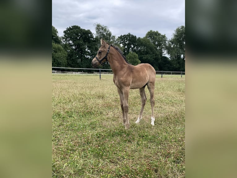 Deutsches Reitpony Hengst  Buckskin in Bad Laer