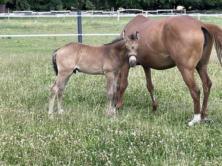 Deutsches Reitpony Hengst  Buckskin in Bad Laer