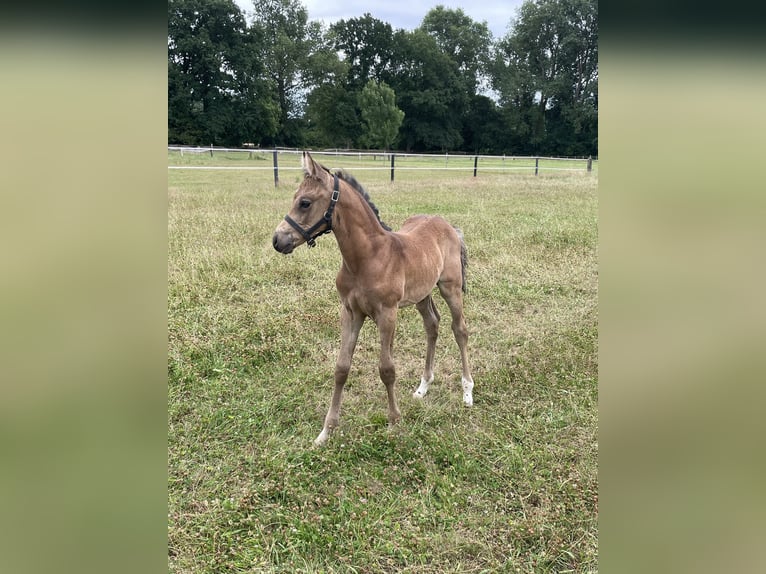 Deutsches Reitpony Hengst  Buckskin in Bad Laer