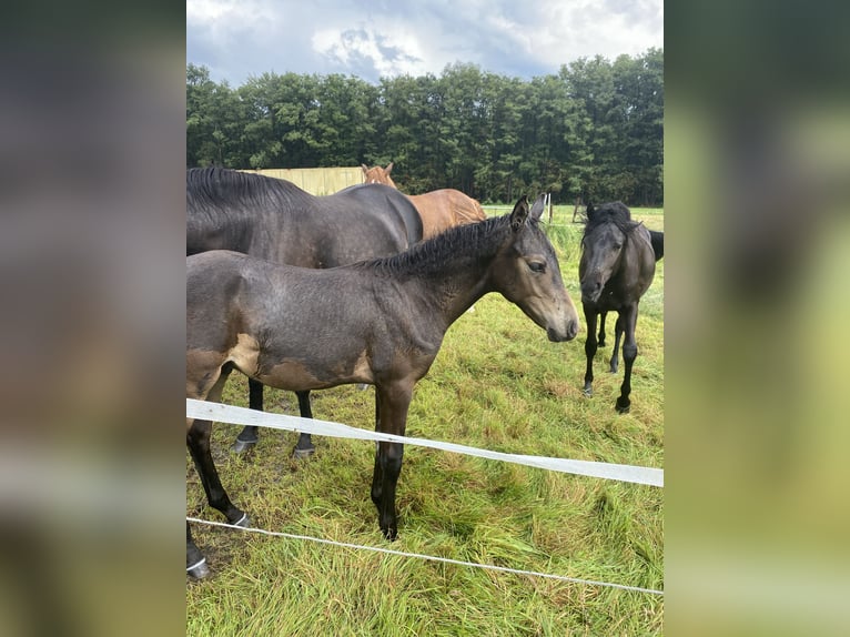 Deutsches Reitpony Hengst Fohlen (05/2024) Buckskin in Buxtehude