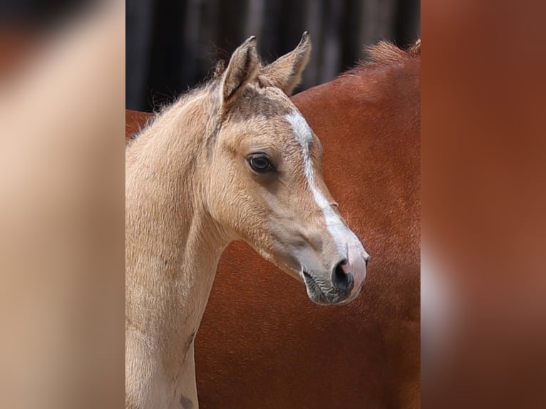 Deutsches Reitpony Hengst Fohlen (05/2025) Buckskin in Gomadingen