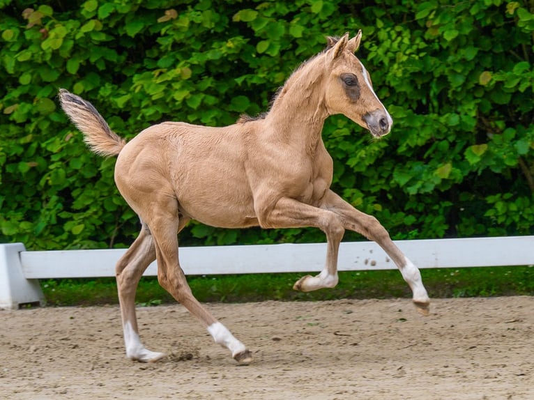 Deutsches Reitpony Hengst Fohlen (04/2026) Buckskin in Mnster-Handorf