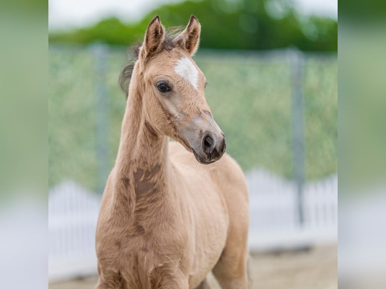 Deutsches Reitpony Hengst Fohlen (04/2026) Buckskin in Mnster-Handorf