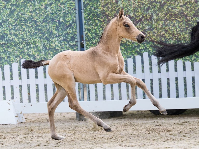 Deutsches Reitpony Hengst Fohlen (06/2026) Buckskin in Mnster-Handorf