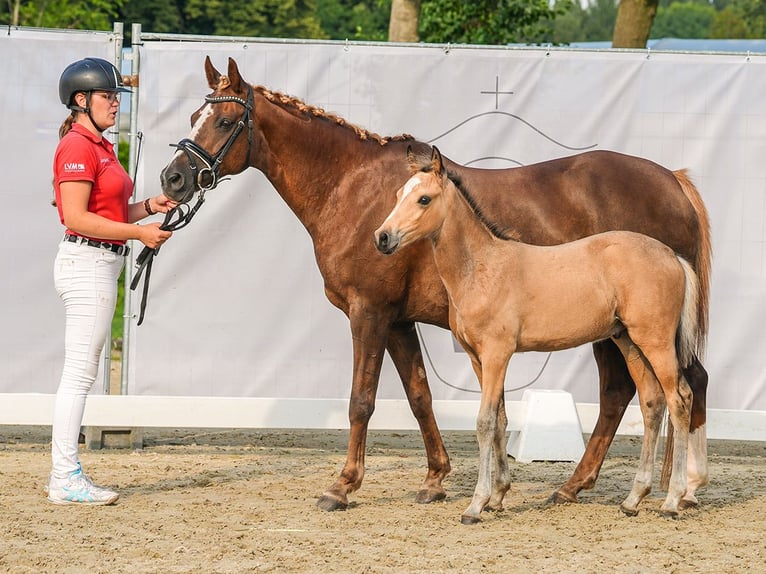 Deutsches Reitpony Hengst Fohlen (05/2024) Buckskin in Münster-Handorf