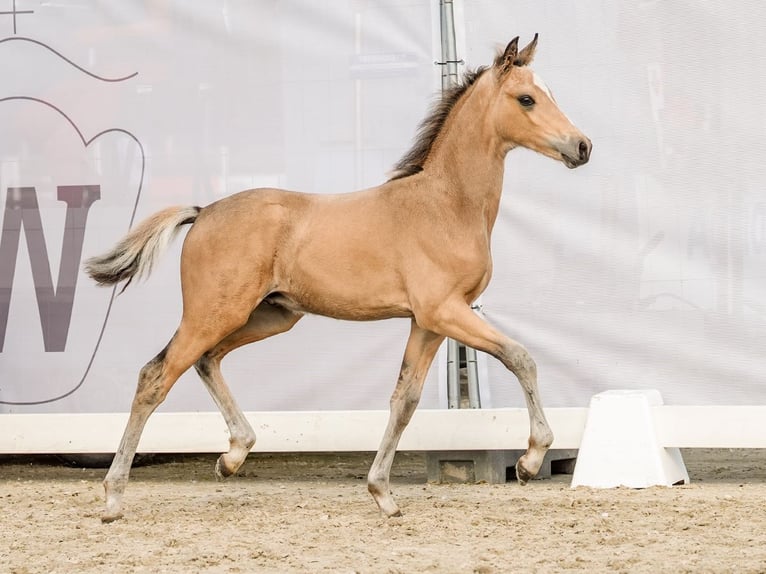 Deutsches Reitpony Hengst Fohlen (05/2024) Buckskin in Münster-Handorf