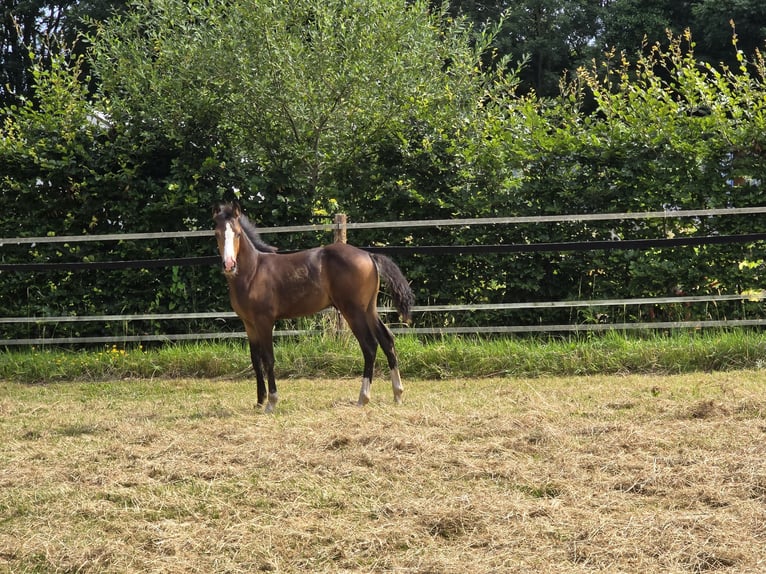 Deutsches Reitpony Hengst Fohlen (04/2026) Buckskin in Saterland