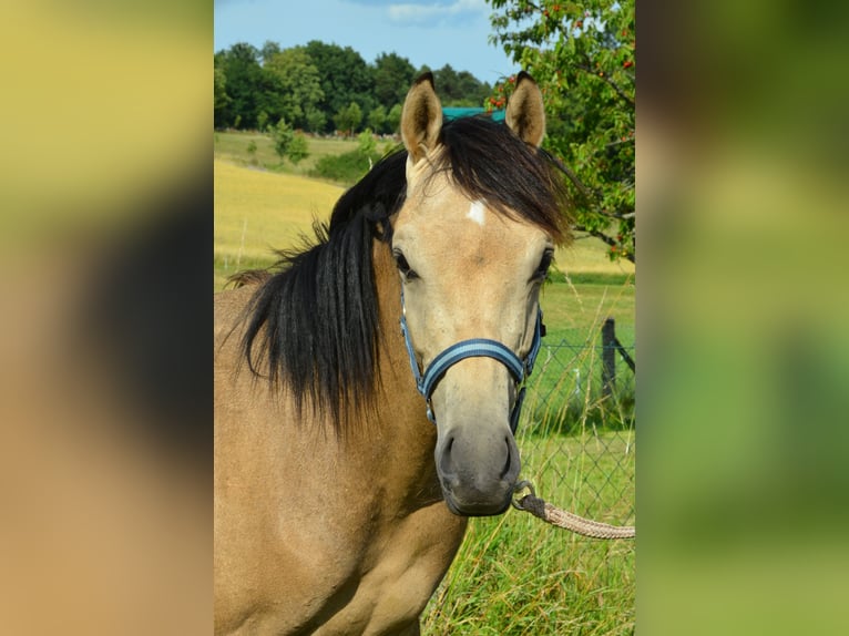 Deutsches Reitpony Hengst  Buckskin in Schwalmtal