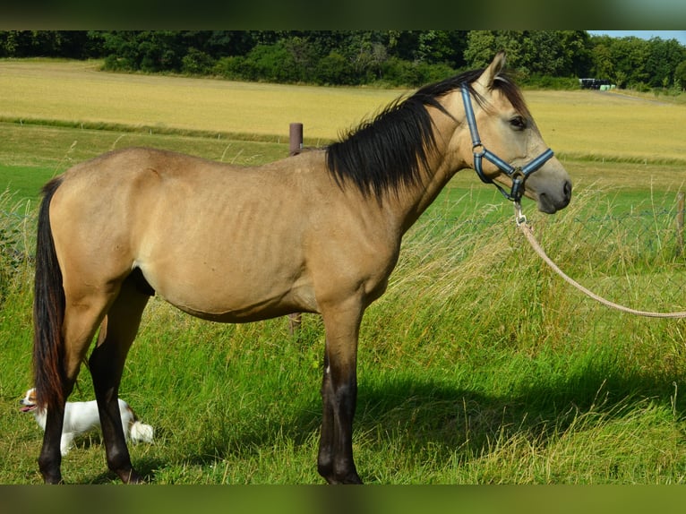 Deutsches Reitpony Hengst  Buckskin in Schwalmtal