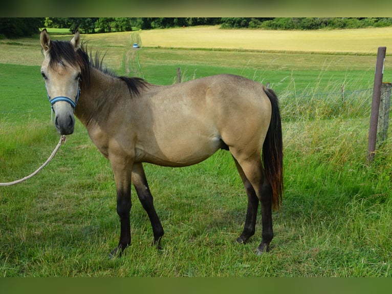 Deutsches Reitpony Hengst  Buckskin in Schwalmtal
