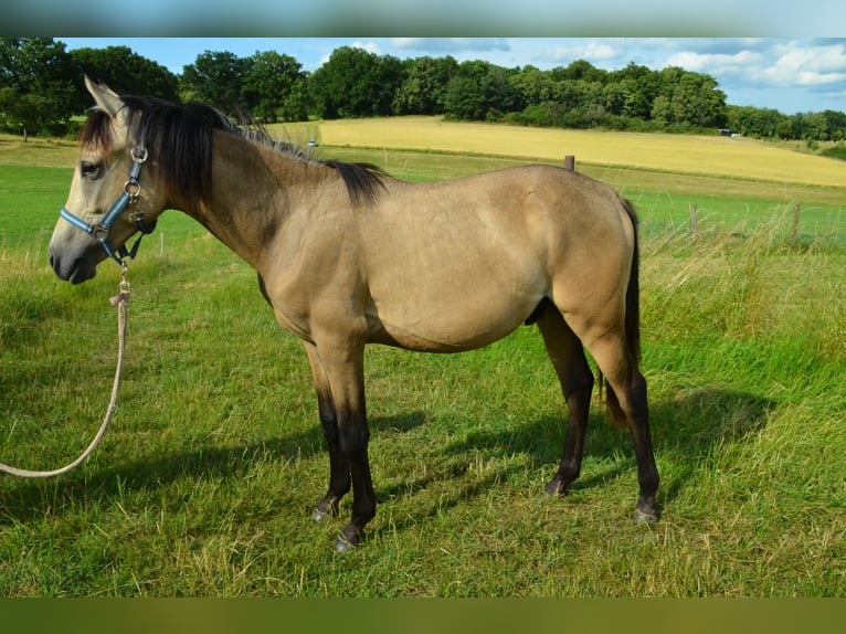 Deutsches Reitpony Hengst  Buckskin in Schwalmtal