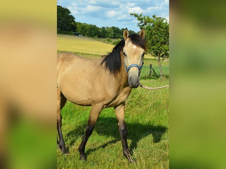 Deutsches Reitpony Hengst  Buckskin in Schwalmtal
