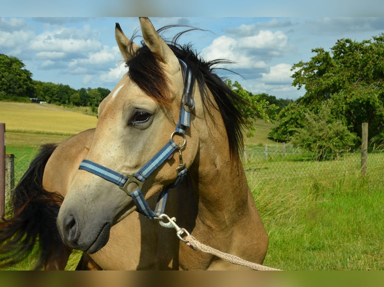 Deutsches Reitpony Hengst  Buckskin in Schwalmtal