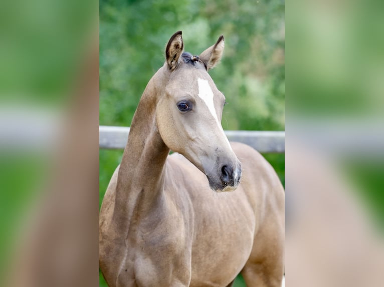 Deutsches Reitpony Hengst Fohlen (01/2026) Buckskin in Soest