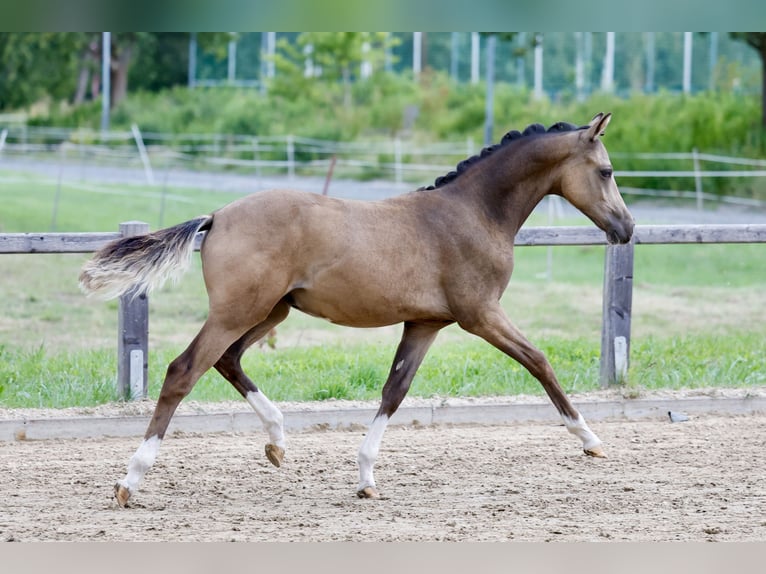 Deutsches Reitpony Hengst Fohlen (01/2026) Buckskin in Soest