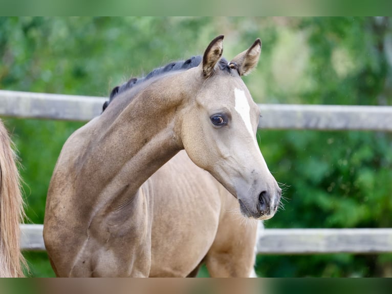Deutsches Reitpony Hengst Fohlen (01/2026) Buckskin in Soest