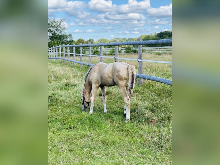 Deutsches Reitpony Hengst Fohlen (05/2025) Buckskin in Hochdonn