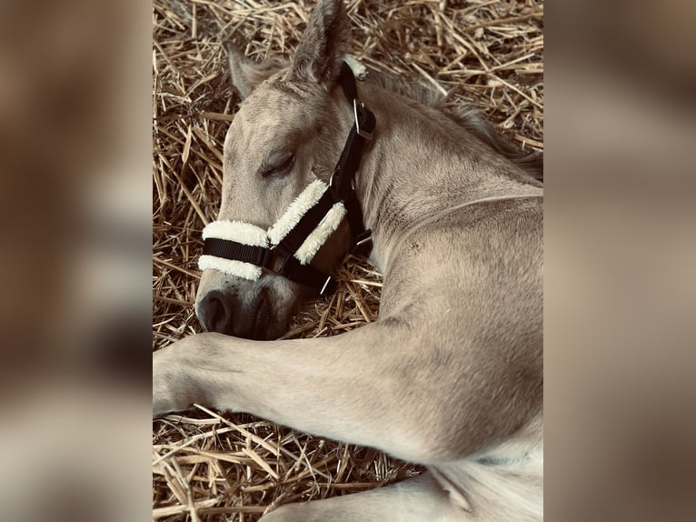 Deutsches Reitpony Hengst Fohlen (05/2025) Buckskin in Hochdonn