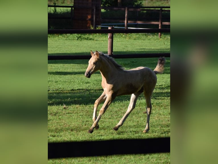 Deutsches Reitpony Hengst Fohlen (05/2025) Buckskin in Hochdonn