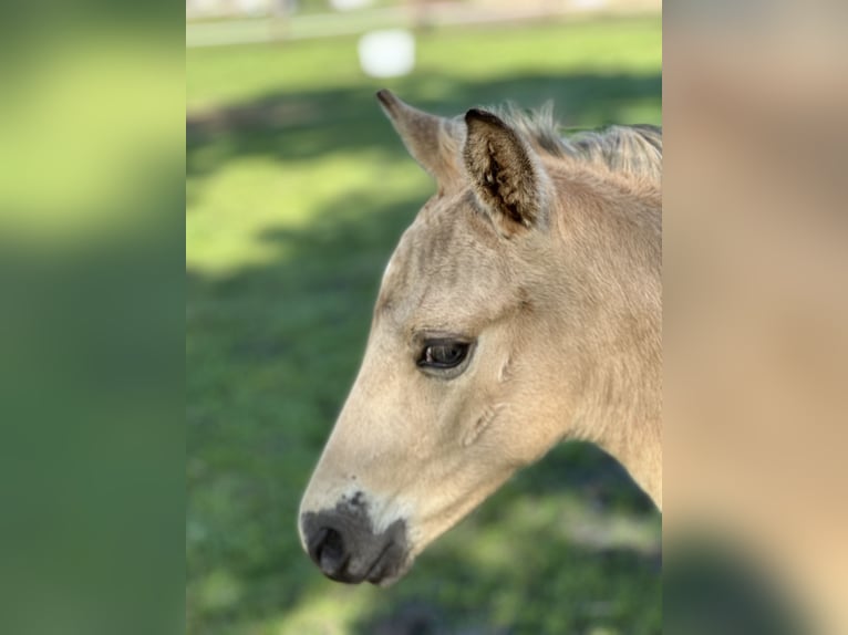 Deutsches Reitpony Hengst Fohlen (05/2025) Buckskin in Hochdonn