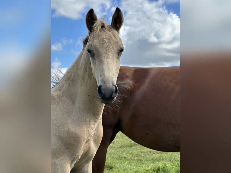 Deutsches Reitpony Hengst Fohlen (05/2025) Buckskin in Hochdonn
