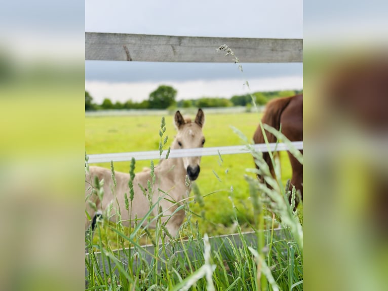 Deutsches Reitpony Hengst Fohlen (05/2025) Buckskin in Hochdonn