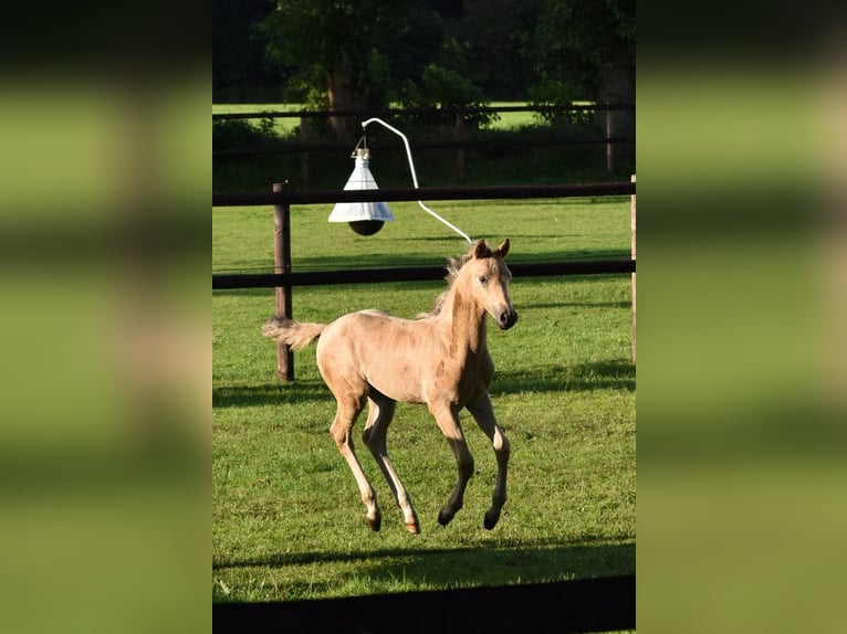 Deutsches Reitpony Hengst Fohlen (05/2025) Buckskin in Hochdonn
