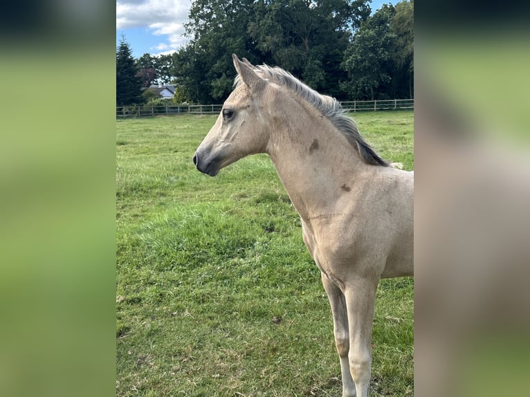 Deutsches Reitpony Hengst Fohlen (05/2025) Buckskin in Hochdonn