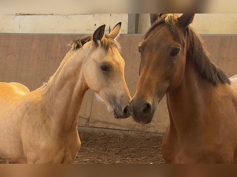 Deutsches Reitpony Hengst Fohlen (03/2026) Buckskin in Achim