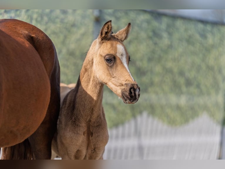 Deutsches Reitpony Hengst Fohlen (02/2026) Buckskin in Soest