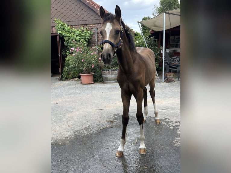 Deutsches Reitpony Hengst Fohlen (02/2026) Buckskin in Soest