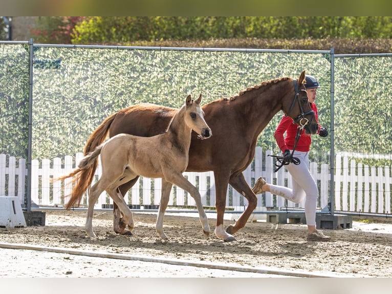 Deutsches Reitpony Hengst Fohlen (02/2026) Buckskin in Soest