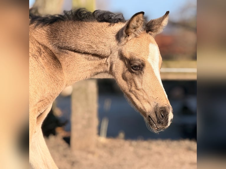 Deutsches Reitpony Hengst Fohlen (02/2026) Buckskin in Soest