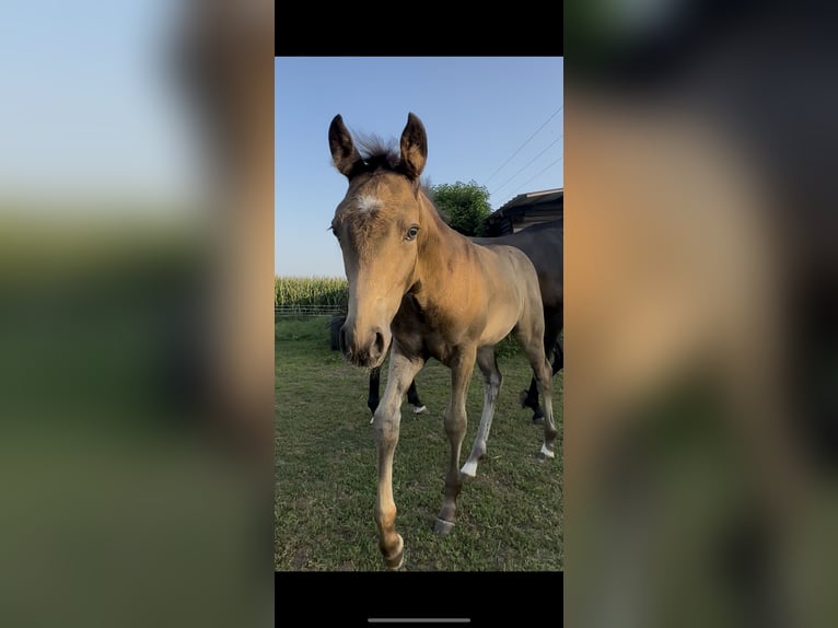 Deutsches Reitpony Hengst Fohlen (06/2025) Buckskin in AlheimAlheim